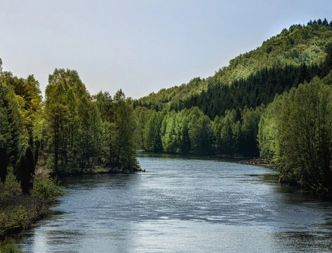 En lugn å som rinner genom en grönskande och lummig skog. Bilden symboliserar värnandet om naturen och fungerar som illustration för valet mellan förnybar el märkt Bra Miljöval och Fossilfri el hos Falkenberg Energi.