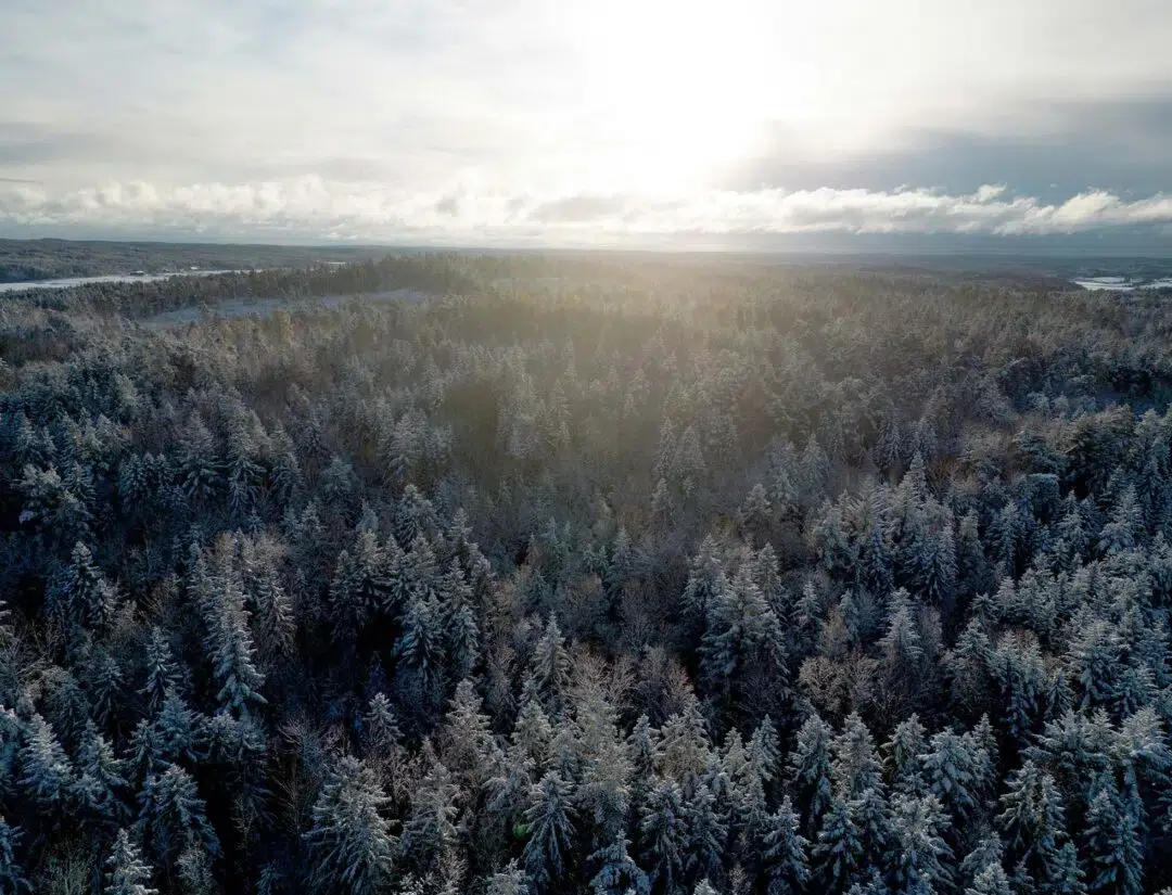 Solen skiner över en vidsträckt och snötäckt vinterskog. Bilden symboliserar den natur vi värnar om och illustrerar informationen om att göra ett medvetet elval mellan Bra Miljöval och Fossilfri el.